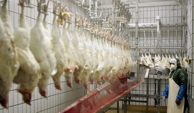Une chaîne d'abatage de poulets