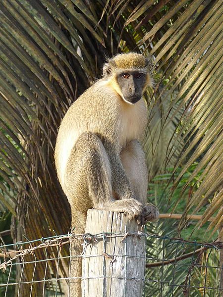 Singe vert (île de Santiago, Cap-Vert)