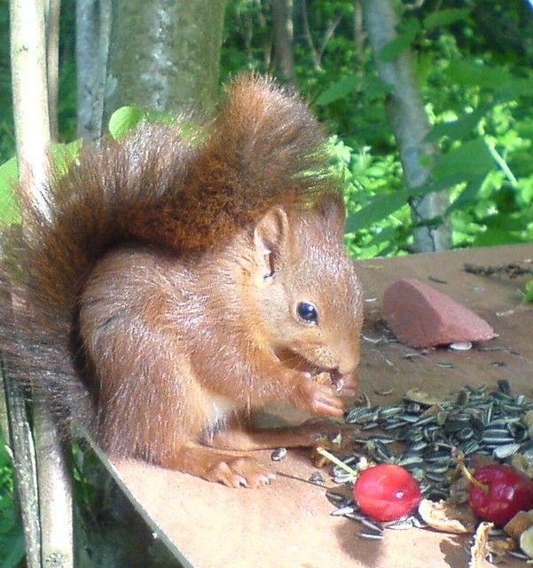 ecureuil roux