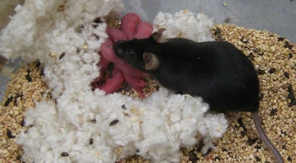 souris Y