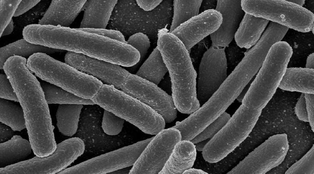 Bactéries intestinales