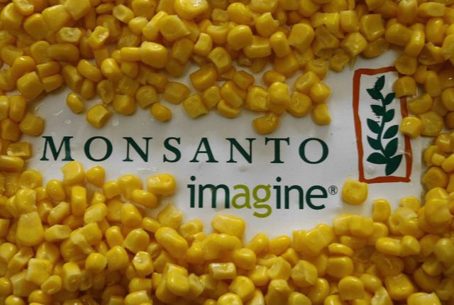 la maïs Monsanto avait été mis en cause dans l'étude