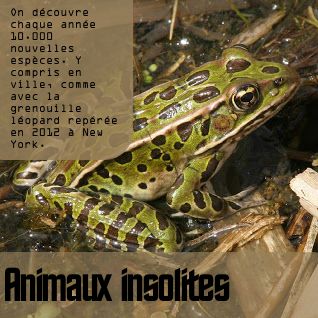 Grenouille du Bronx