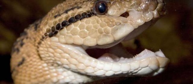 Serpents