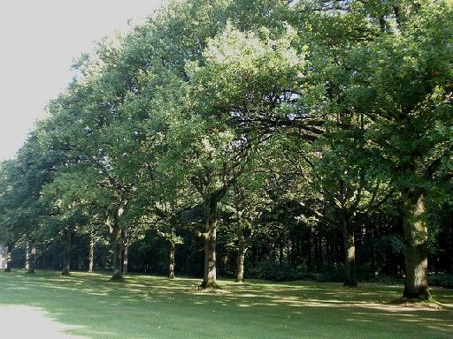 Bois Delville