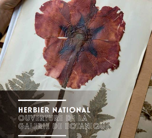 Herbier 2.0