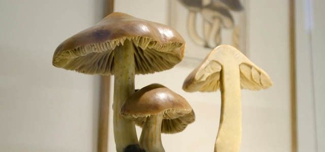 Champignons de l'Herbier