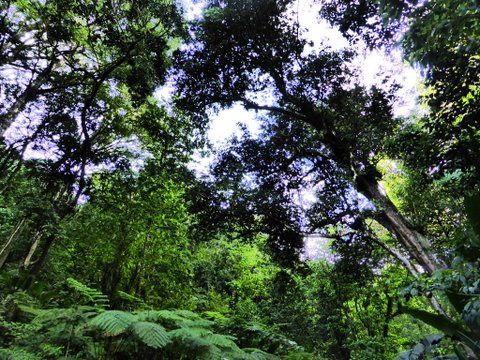 la forêt d'Absalon.