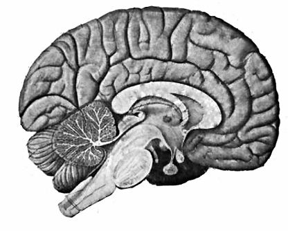 Coupe d'un cerveau humain
