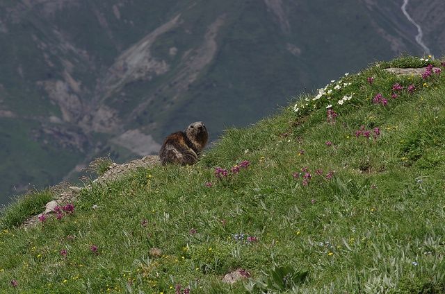 Marmotte savoyarde