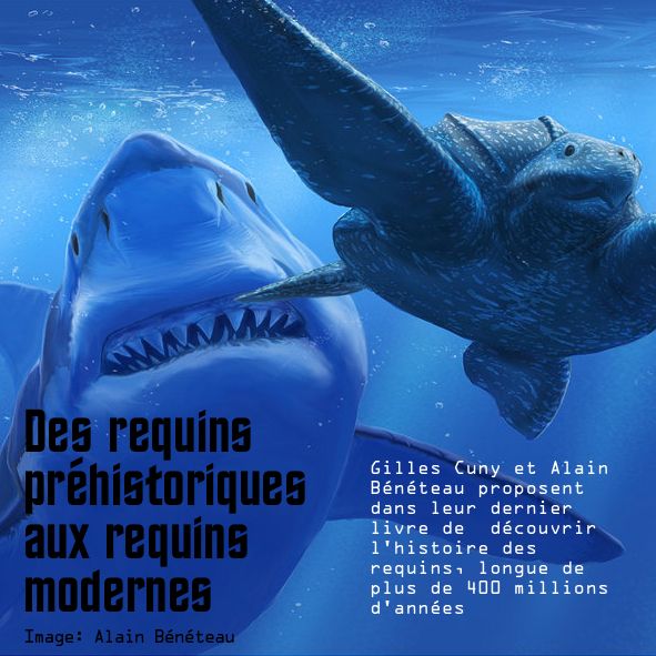 Requins