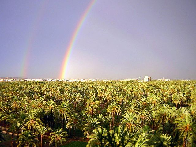 palmeraie d'elche