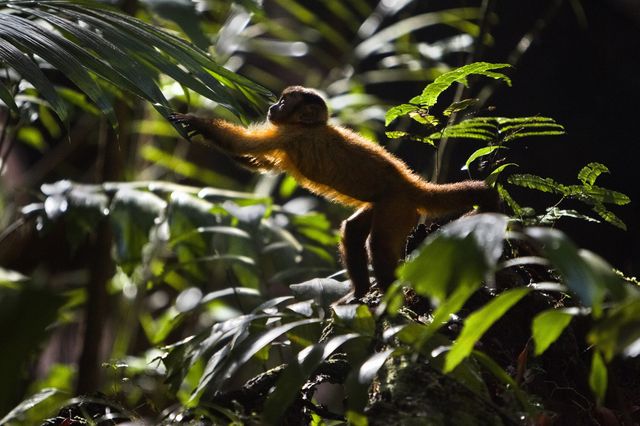 image du film Amazonia