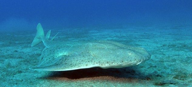 Ange de mer commun, une espèce de requin classée « en danger critique » dans la liste rouge UICN