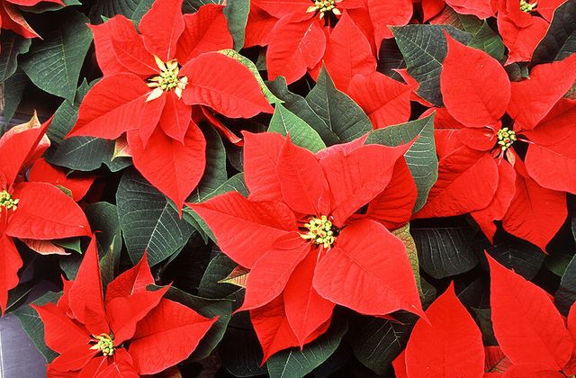 le poinsettia