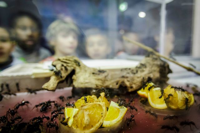 L'exposition "1000 milliards de fourmis" au Palais de la Découverte