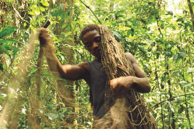 foret africaine