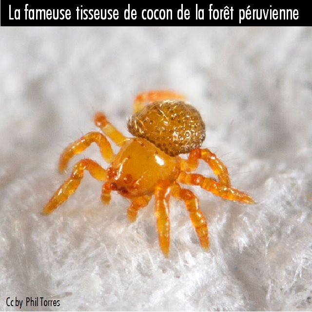 araignée péruvienne
