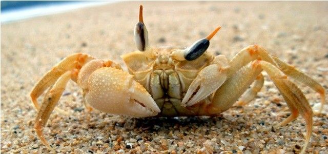 Crabe fantome de Madagascar