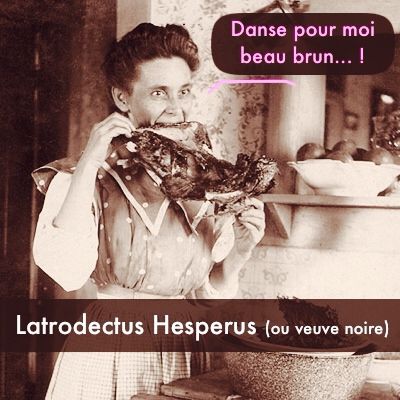 Pauvre veuf noir