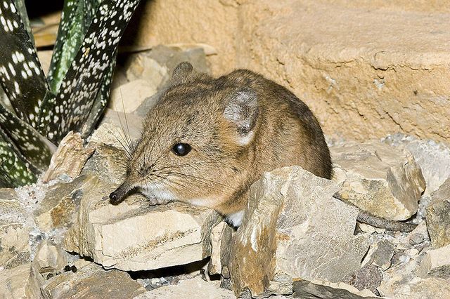 le rat à trompe