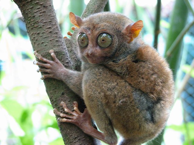 Le tarsier
