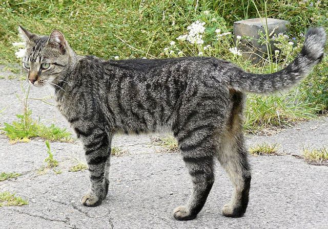 Chat