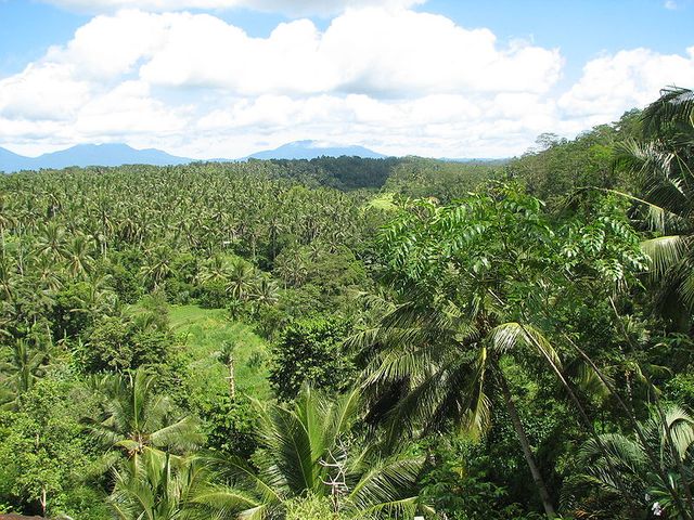 Forêt tropicale (Ile de Bali, Indonésie)
