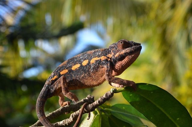Caméléon
