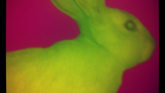 Lapin fluo ©Radio France