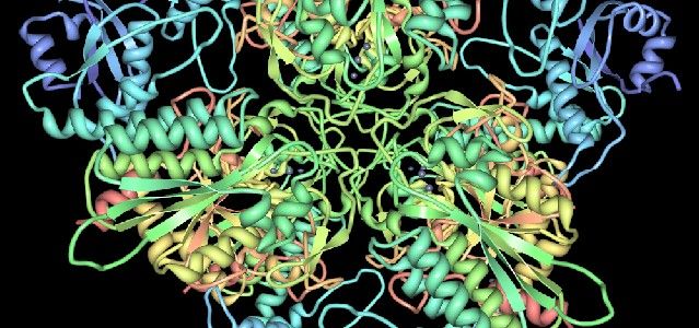 enzyme leucyl-aminopeptidase