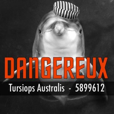 Dauphins vicieux