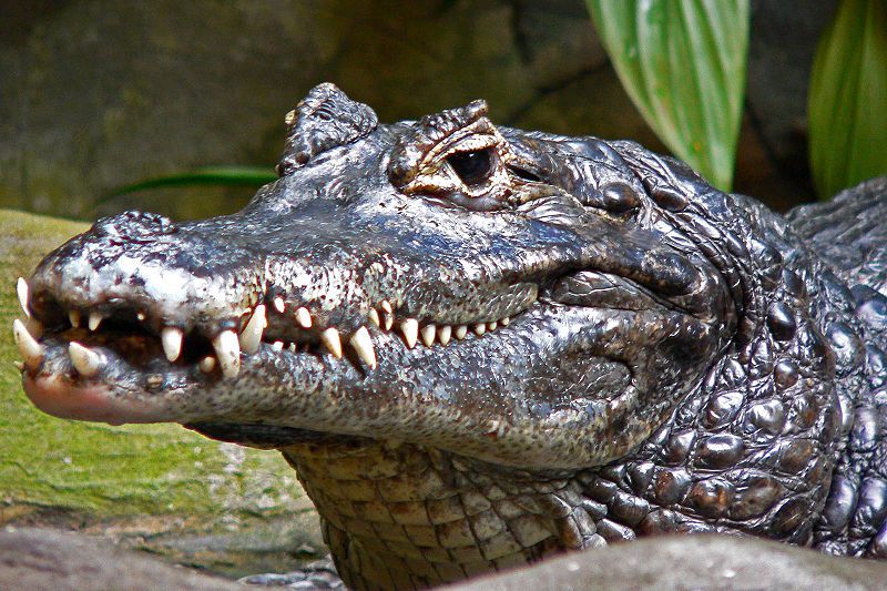 Caiman yacare Aquarium de Vancouver