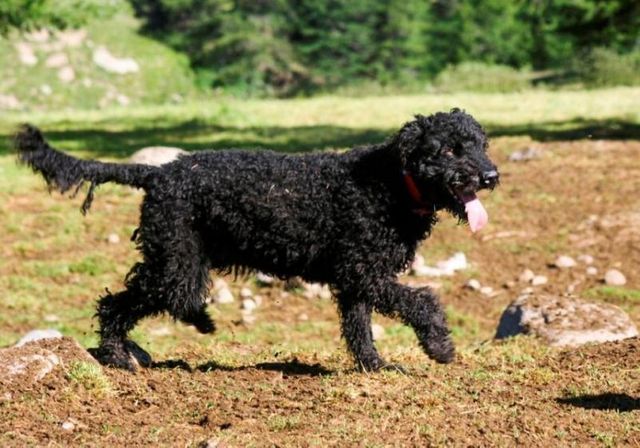 Berger de Crau