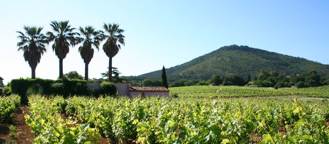 Le Pradet - vignes