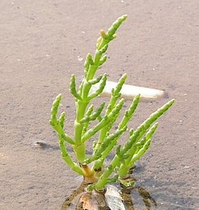 la salicorne