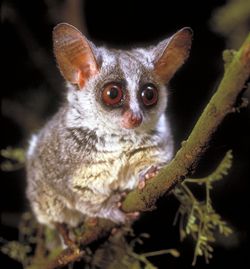 Le galago