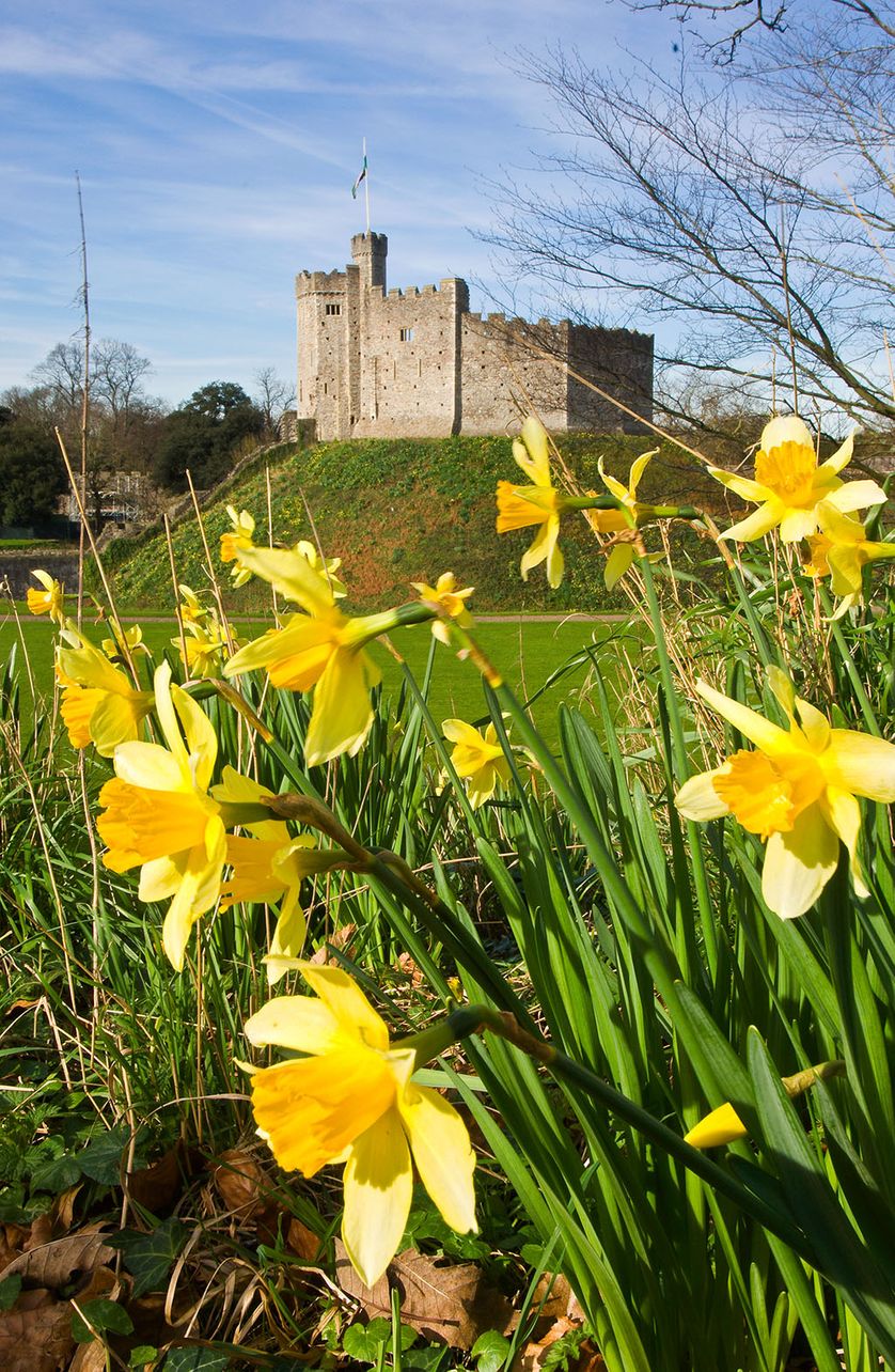 Cardiff, vue du Château de garde normand et ses jonquilles