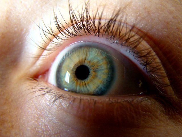 oeil