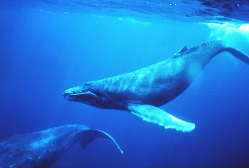 Baleine bleue