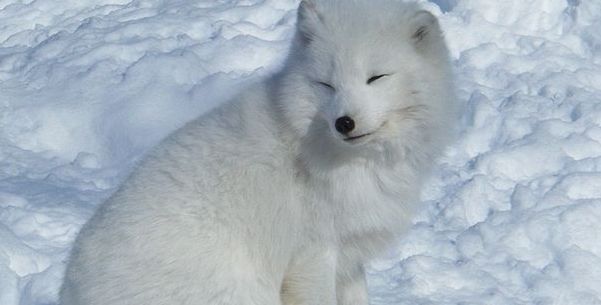 Le renard polaire