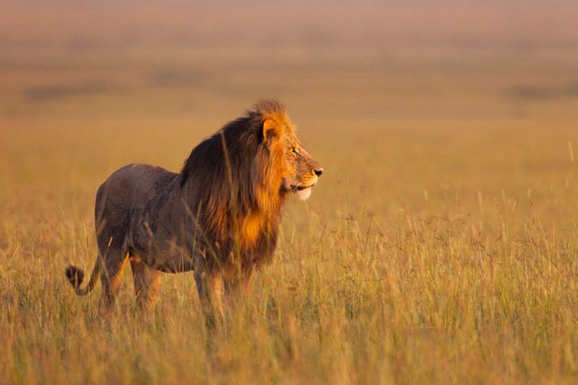 Un lion