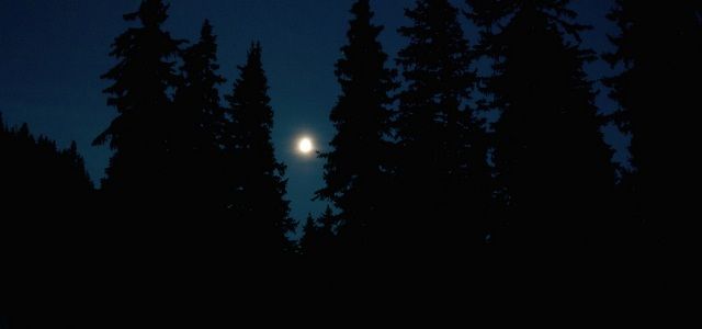 Nuit en forêt
