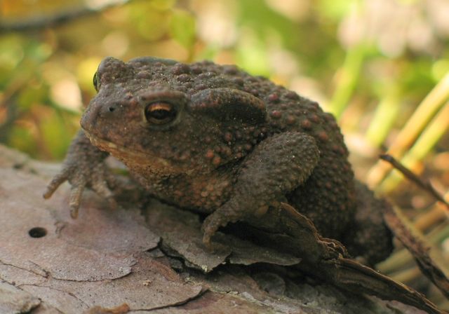 bufo