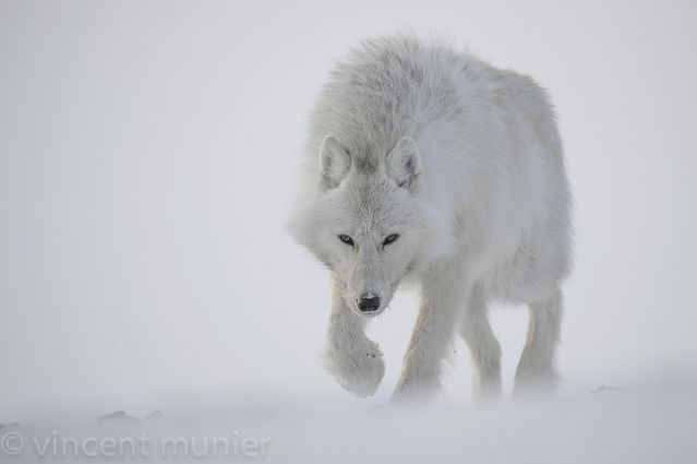 Loup blanc d'Arctique