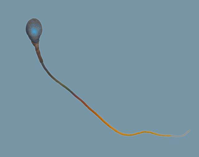 spermatozoïde