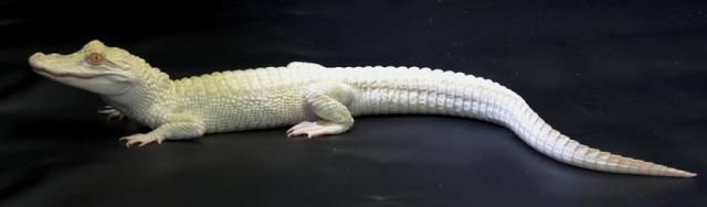 Crocodile albinos