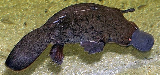 Un ornithorynque