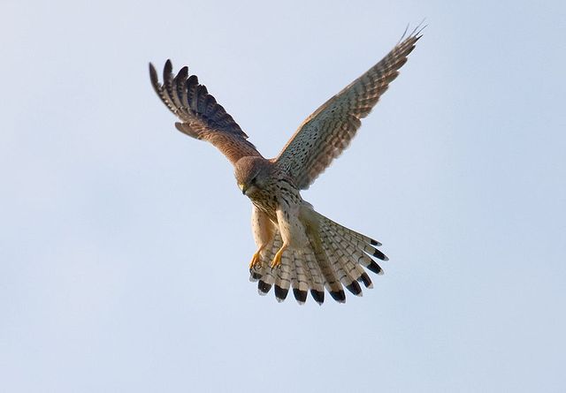 Faucon crécerelle