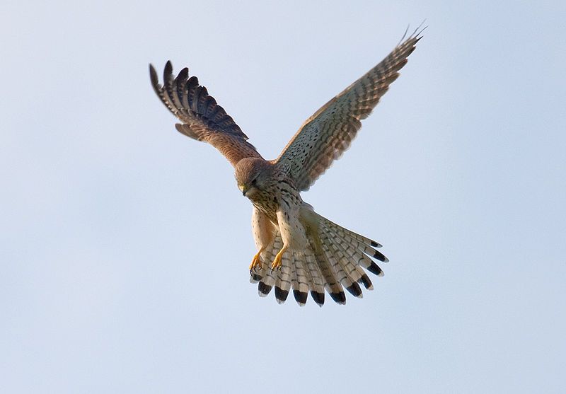 Faucon crécerelle
